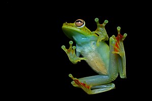 Flickr - ggallice - Canal zone treefrog.jpg