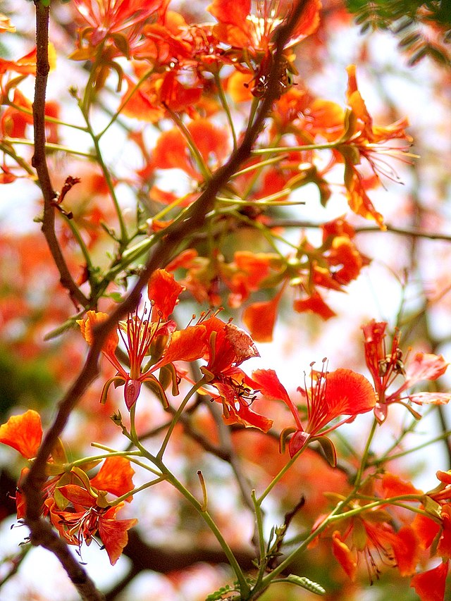 Amazon.com : Delonix regia | Royal Poinciana | Flamboyant Flame Tree |  Gulmohar | 5_Seeds : Patio, Lawn & Garden