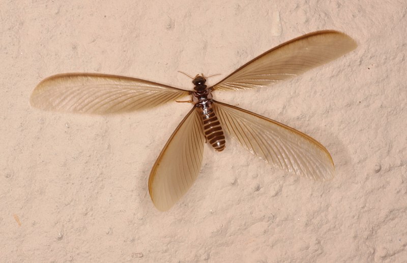 File:Flying Termite.jpg