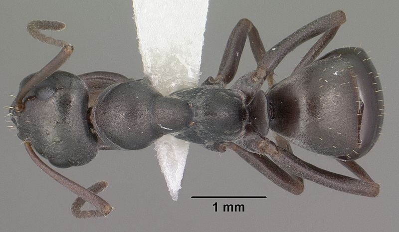 File:Formica fusca casent0102795 dorsal 1.jpg