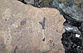 Fossiliferous mudshale (Price Formation, Lower Mississippian; Cloyds Mountain roadcut, Valley Coalfield, Virginia, USA) 27 (30457866496).jpg