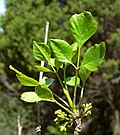 Miniatura para Fraxinus anomala