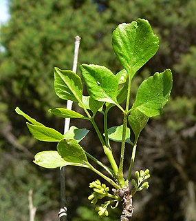 <i>Fraxinus anomala</i> Species of ash