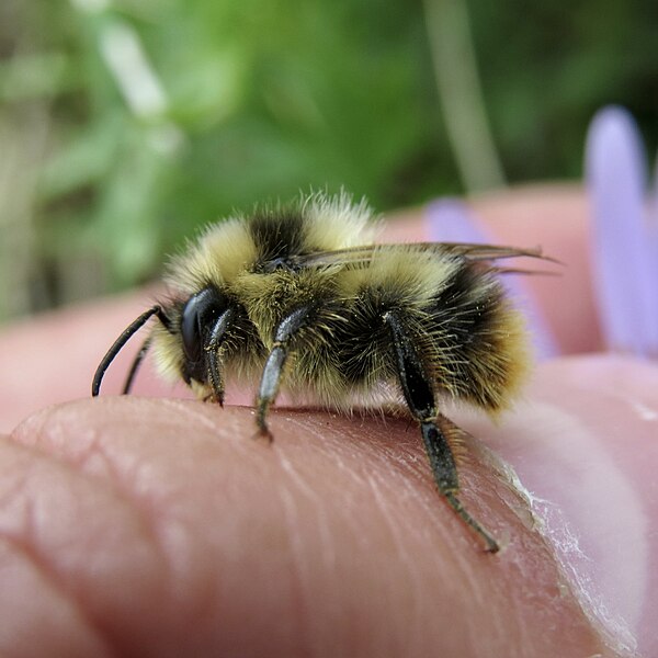 File:Frigid bumble bee imported from iNaturalist photo 325111979 on 18 November 2023.jpg