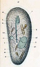 Frontonia leucas d'après Schewiakoff 1889