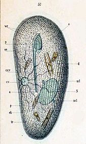 1-3 – Frontonia roquei Dragesco, 1970: 1 – ventral side, 2 – nuclei, 3