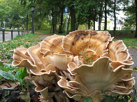 Fungus-IMG 0656.JPG