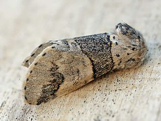 Poplar kitten Species of moth