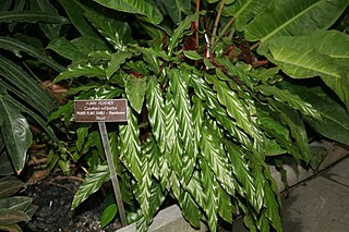 <i>Goeppertia rufibarba</i> Species of plant in the genus Goeppertia