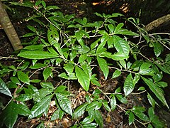 Gardenia actinocarpa 05 SF21134.jpg