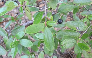 <i>Gaylussacia mosieri</i> Berry and plant