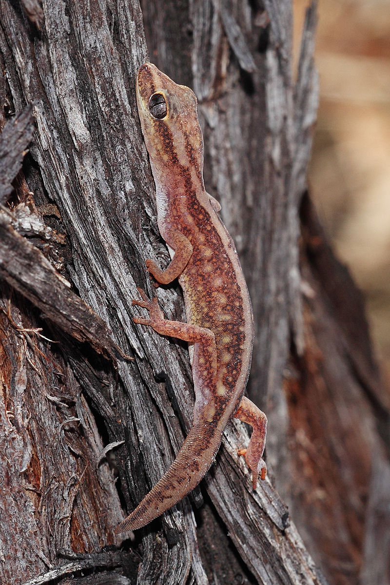 Kate geckos. Гекконы Австралии. Большие Гекконы в Австралии. Геккота Кук. Kates Geckos.