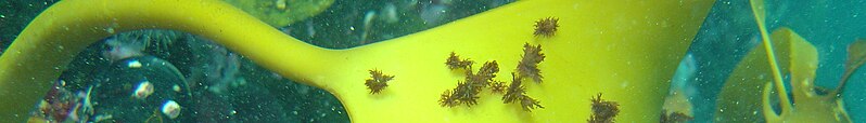 File:Geldkis blinder dive site banner Split-fan kelp with epiphytes.JPG