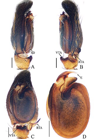 <i>Gelotia</i> Genus of spiders