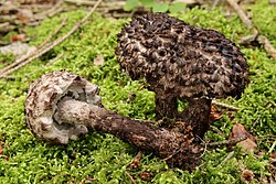 Ģints tipiskā suga - melnā zvīņbeka