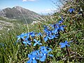 Gentiana verna