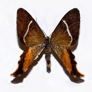 Geometridae - Erateina zoraida.JPG