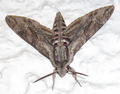 Giant grey moth in Greece