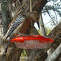 Male; Tucson, Arizona