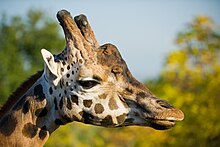 Closeup photograph of a giraffe head