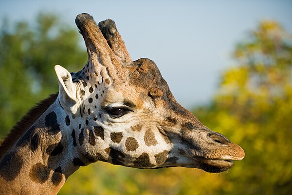 Closeup of the head of a northern giraffe