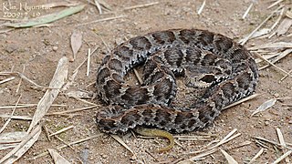 <i>Gloydius brevicauda</i> Species of snake