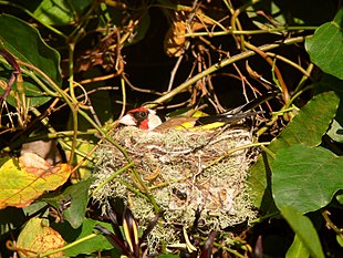 Goldfinch nesting444.jpg