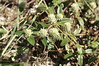 Gomphrena celosioides