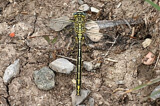 Gomphus pulchellus