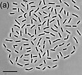 Miniatura para Granulicella