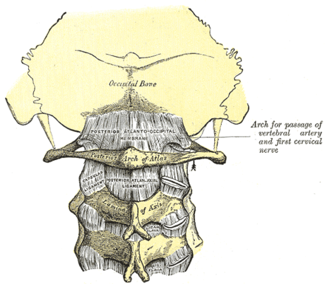 Posterior atlantooccipital membrane