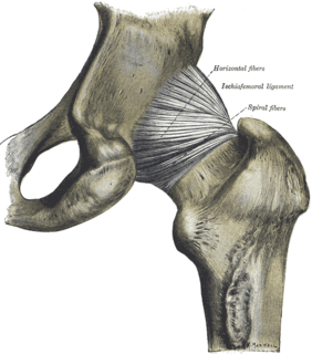 Ischiofemoral ligament