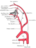 Thumbnail for Persistent stapedial artery