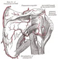 Thumbnail for Scapular anastomosis