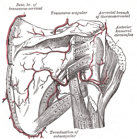 Rhomboid Major and Minor