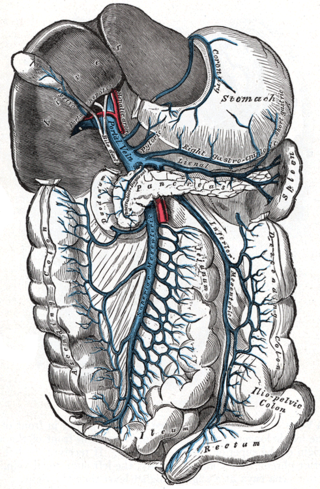 <span class="mw-page-title-main">Portal vein</span> Short thick vein formed by the union of the superior mesenteric vein and the splenic vein