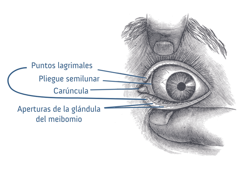 File:Gray892 (español).png