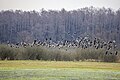 * Nomination Greater white-fronted geese (Anser albifrons) --Charlesjsharp 10:52, 13 May 2023 (UTC) * Promotion  Support Good quality. --Christian Ferrer 19:54, 13 May 2023 (UTC)