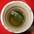 Green tea in a cup