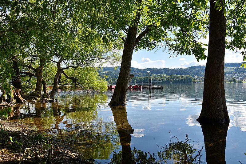 File:Greifensee in Niederuster - 'Baum unter' 2016-06-06 17-56-00.JPG