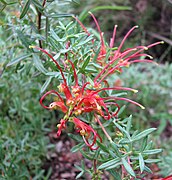 Grevillea ripicola