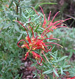 Description de l'image Grevillea ripicola.jpg.