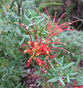 <i>Grevillea ripicola</i> Species of shrub in the family Proteaceae endemic to Western Australia