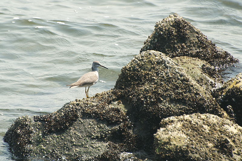 File:Grey-tailed Tattler キアシシギ (3496579943).jpg