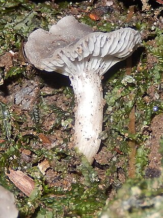 <i>Hygrocybe griseoramosa</i> Species of fungus