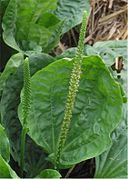 Espiga cilíndrica en Plantago major