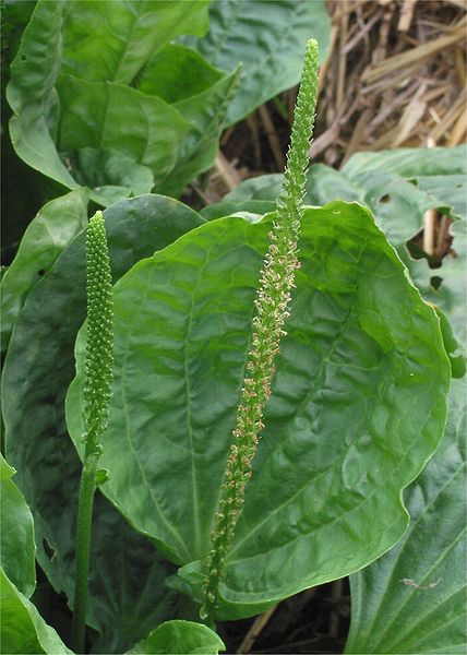 File:Grote weegbree bloeiwijze Plantago major subsp. major.jpg