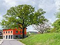 Gruna, Eiche am Feuerwehrhaus