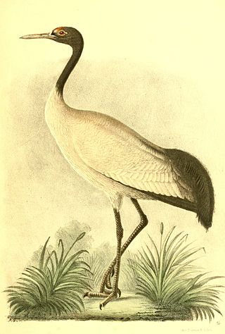 <span class="mw-page-title-main">Black-necked cranes in Bhutan</span>