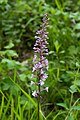 Gymnadenia conopsea Germany - Kaiserstuhl